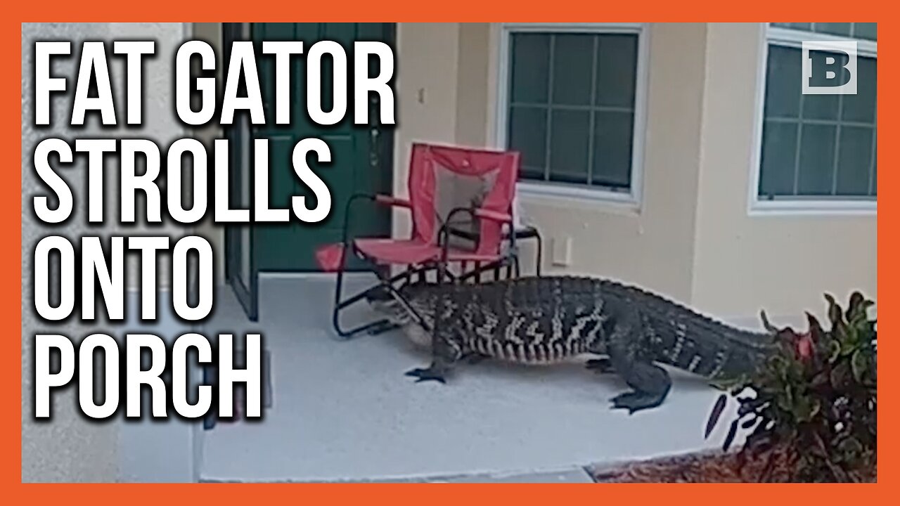 Fat Florida Gator Found Strolling onto Front Porch, Gets Wrangled by Police