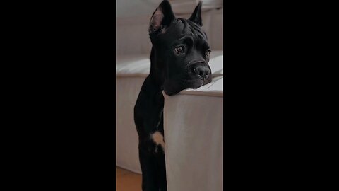 Cane Corso