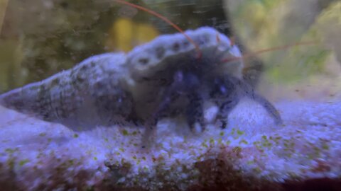 Hermit Crab closeup in 4K