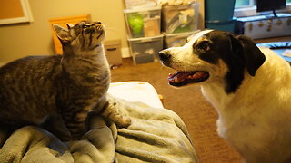 3 Dogs! 2 Cats! So Much FUN!!