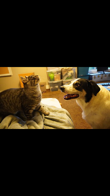 3 Dogs! 2 Cats! So Much FUN!!