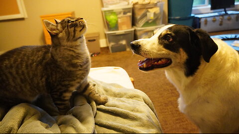3 Dogs! 2 Cats! So Much FUN!!