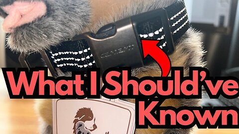 Don't Make the Mistake I Made (Carhartt Dog Collar)