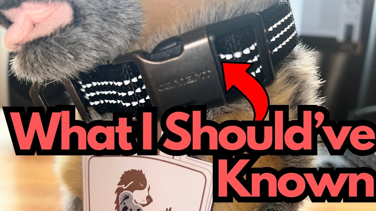 Don't Make the Mistake I Made (Carhartt Dog Collar)
