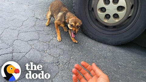 Stray Dog Runs Up To Woman And Asks Her To Save Her | The Dodo
