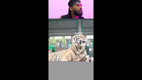 tiger version 😂
