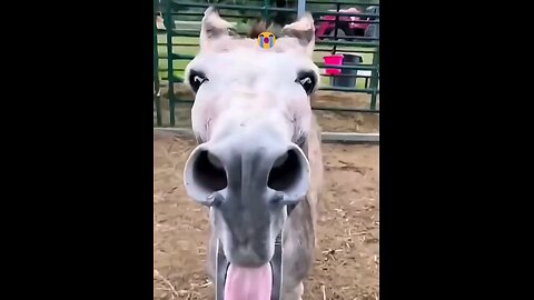 Laugh Out Loud: Horse Gets Whacked with a Stick"