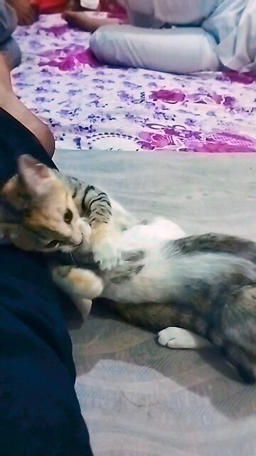 cat toon # born baby cat fight