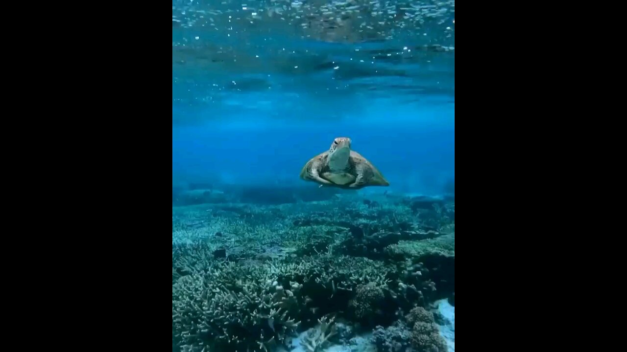who knows the name of this animal