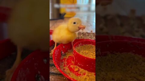 The guy found a duck in the street and saved him