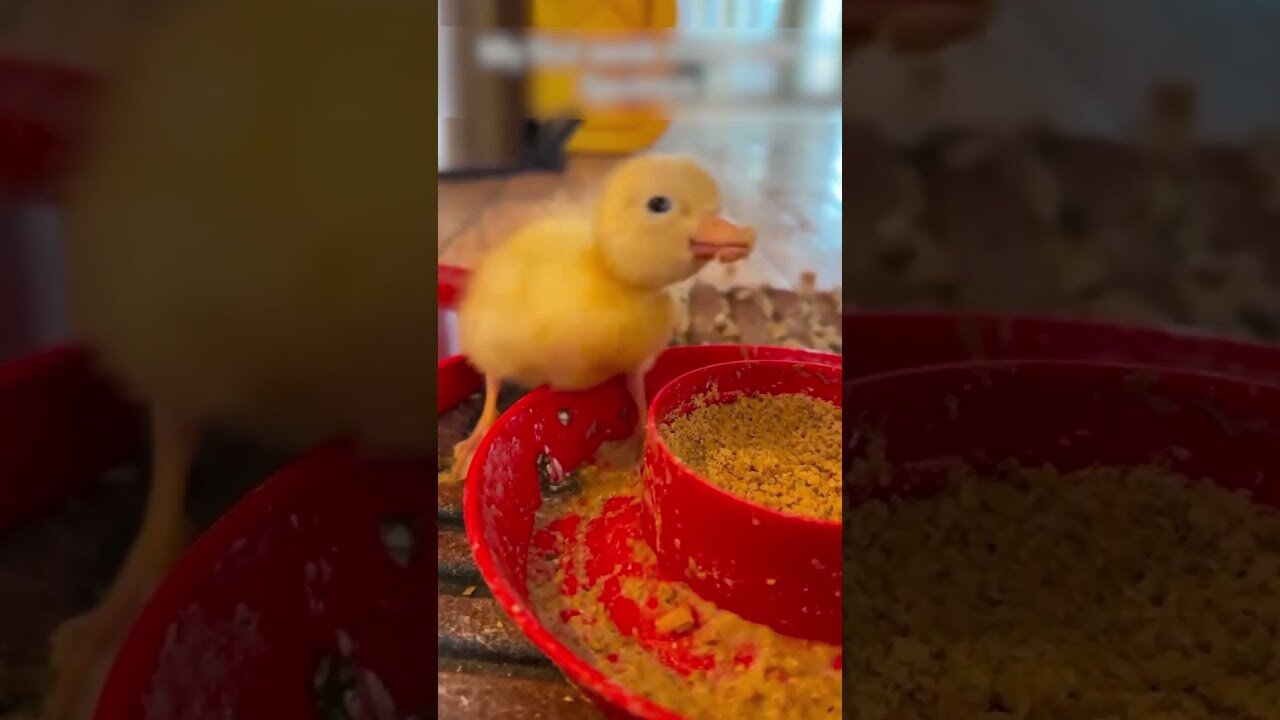The guy found a duck in the street and saved him