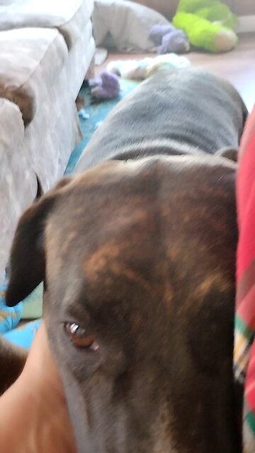 Daisy Mae & Jojo dogs 🐕