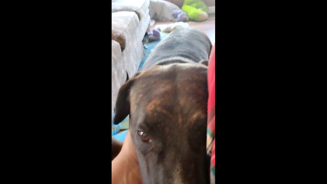Daisy Mae & Jojo dogs 🐕