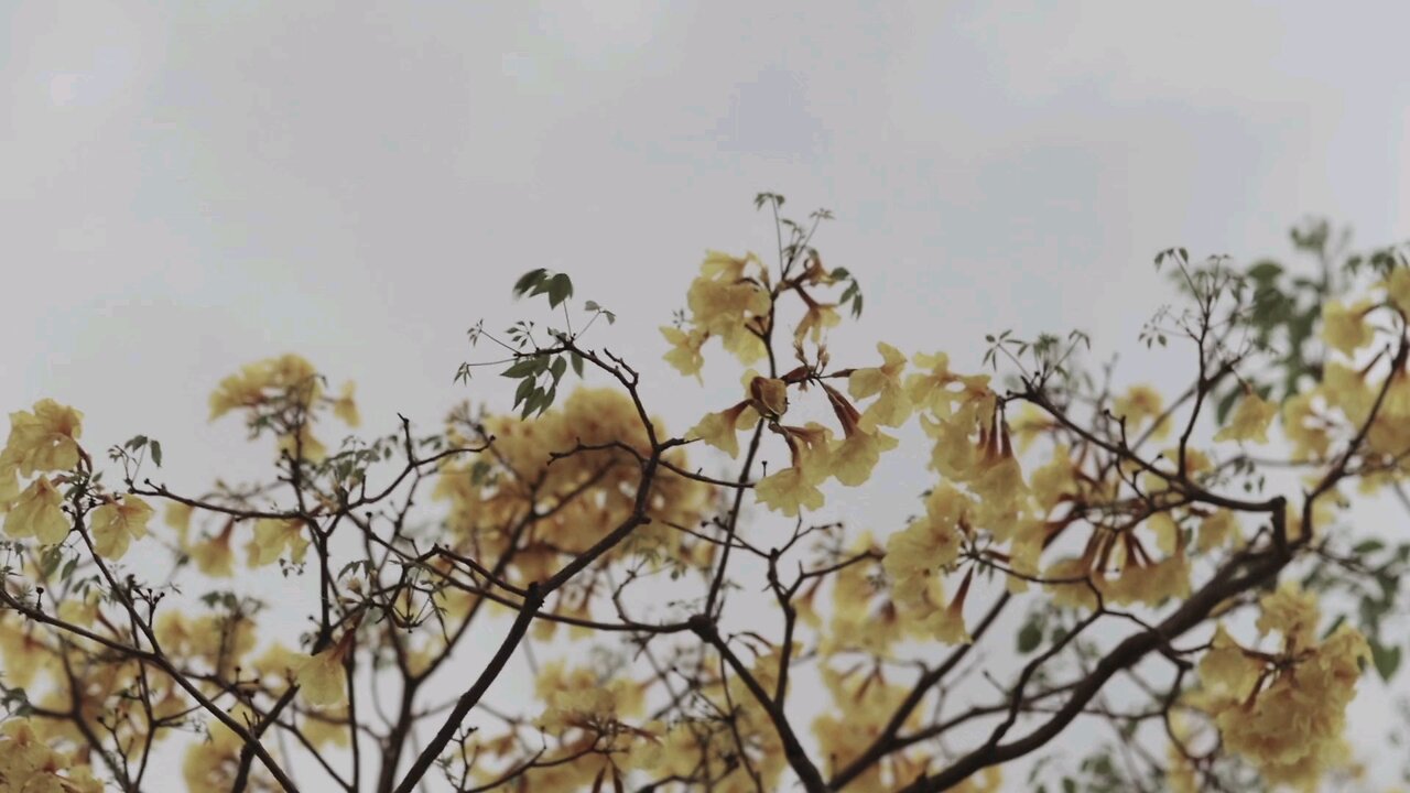 Tree With Yellow Flowers