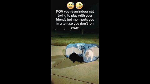 A cat in TENT tries to hunt a mouse with his outdoor Friend