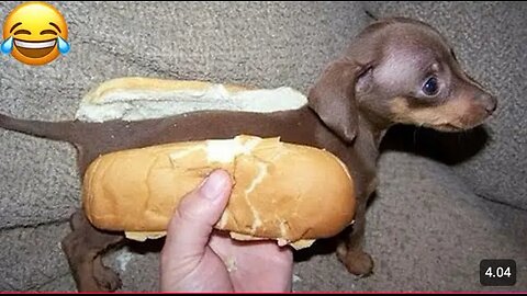 Funny Animals 2025 - Funniest Cats and Dogs Videos