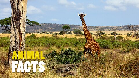 Giraffes' Patterns Explained | Why Are Their Spots So Unique?