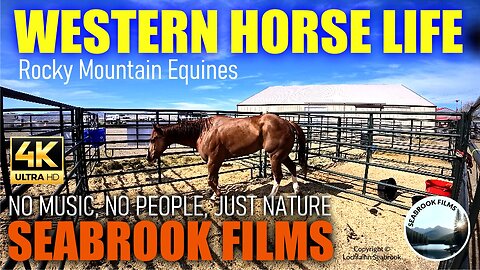 Western Horse Life: Rocky Mountain Equines