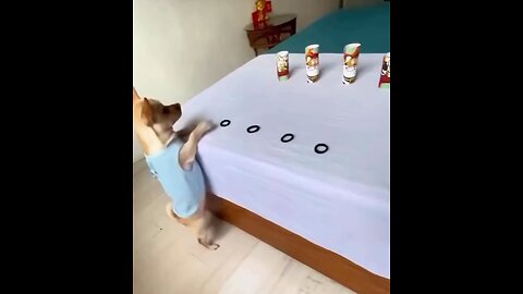 Have you seen my talent?🐕👏🏼