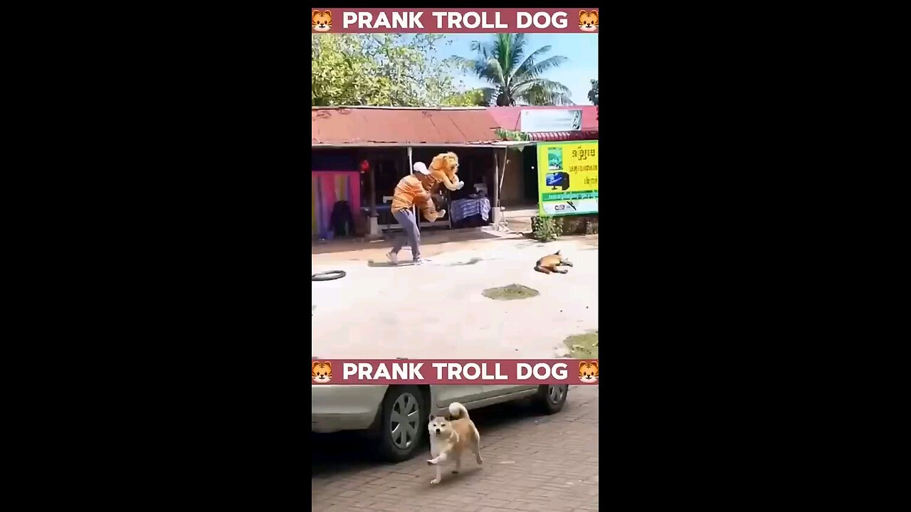 funny Dog