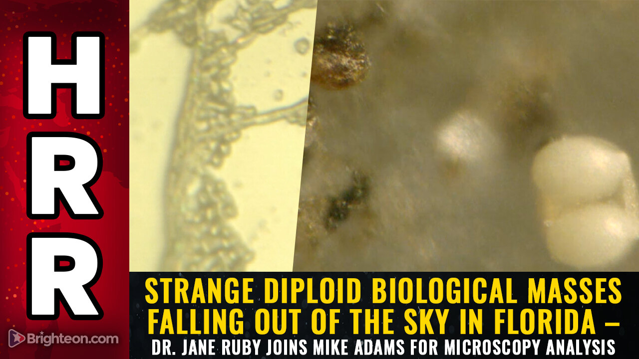 Strange diploid biological masses falling out of the sky in Florida...