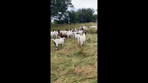 Fence energiser