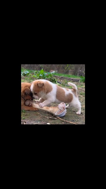 puppies fighting over bones