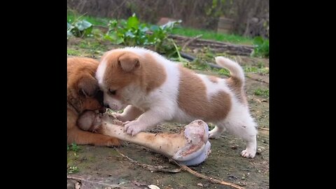 puppies fighting over bones