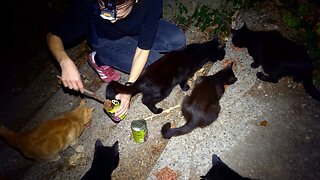 When You Go Out Feeding Stray Cats in the Dead of Night...