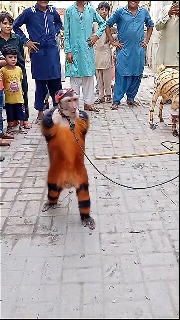 😂 Hilarious Monkey Dance Video 🐒💃 | Funniest Monkey Moves Ever! 🤣🎉