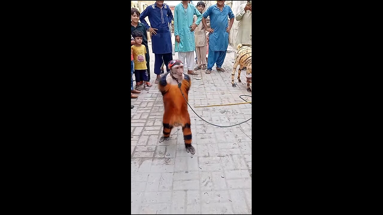 😂 Hilarious Monkey Dance Video 🐒💃 | Funniest Monkey Moves Ever! 🤣🎉