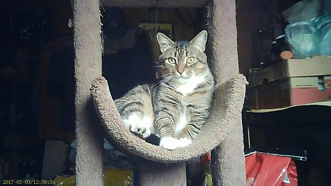 EA 71 - Biscuit the Catyn