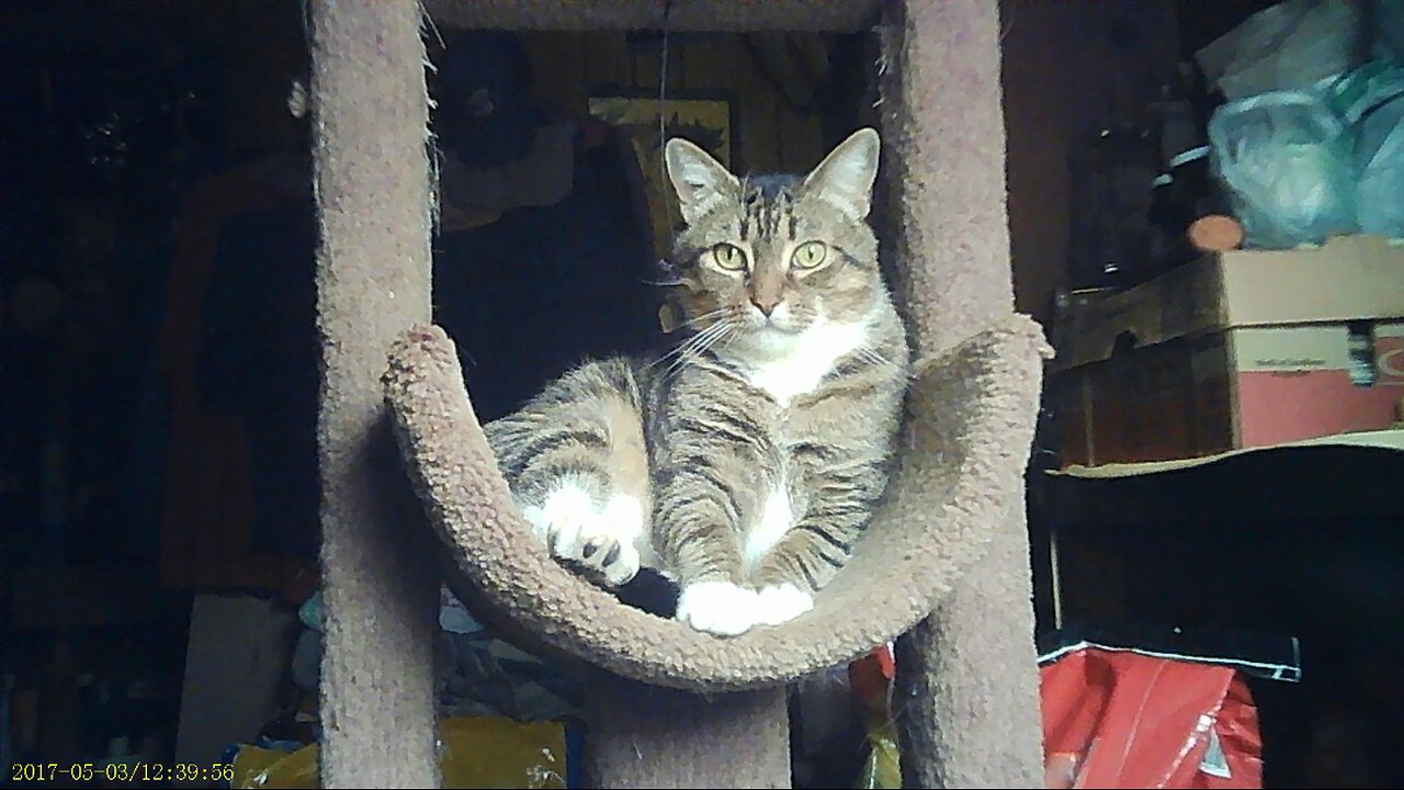 EA 71 - Biscuit the Catyn