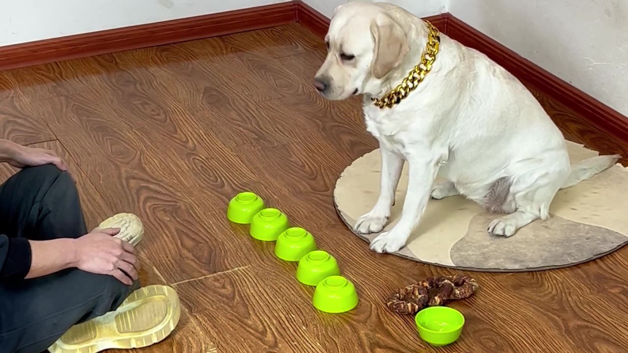 狗子有这实力，到哪都饿不着啦With this strength, the dog will never be hungry anywhere.