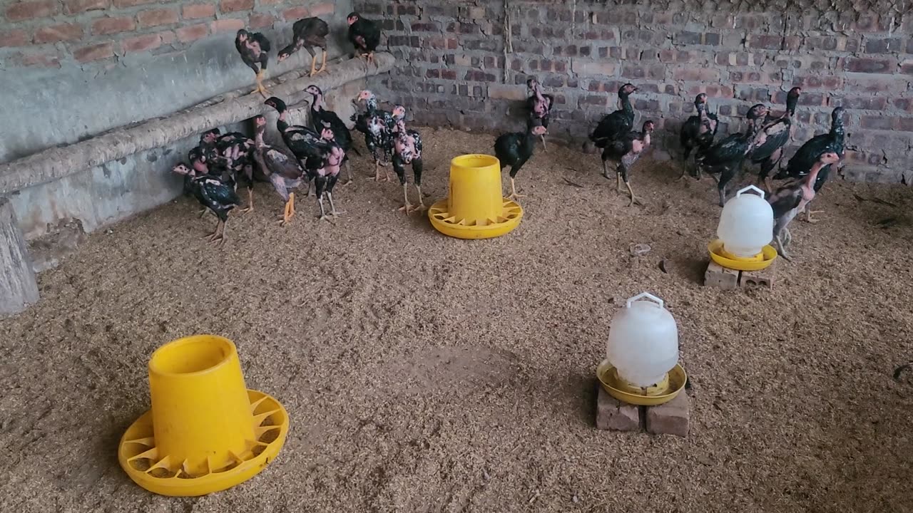 Chickens eating and playing in the morning coop_ 02_ date 17.08