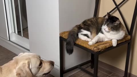 😂🐶 Dog Was NOT Having It – Priceless Reaction! | FunFM