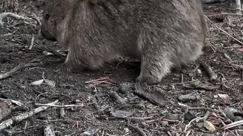 Inside the Jungle: Amazing Wild Animals Caught on Camera