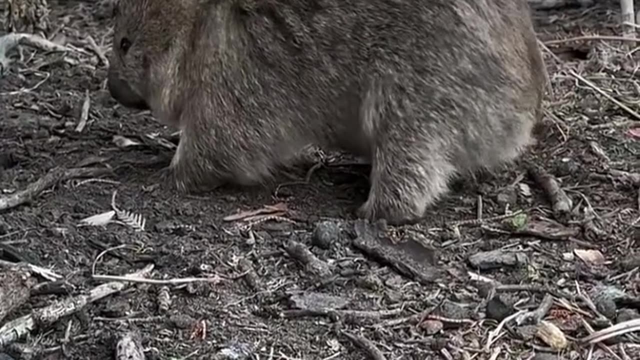 Inside the Jungle: Amazing Wild Animals Caught on Camera