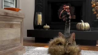 Loki is a fierce lion