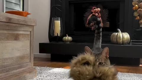 Loki is a fierce lion