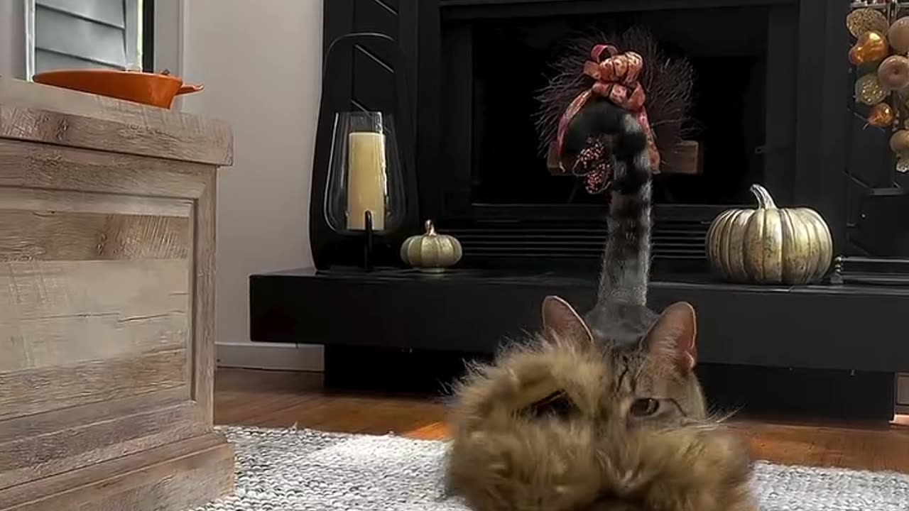 Loki is a fierce lion