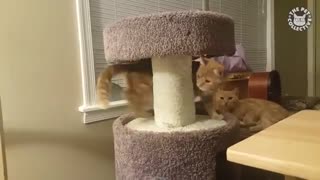 Viral: Try Not To Laugh | Funny Cat Video Compilation 2017
