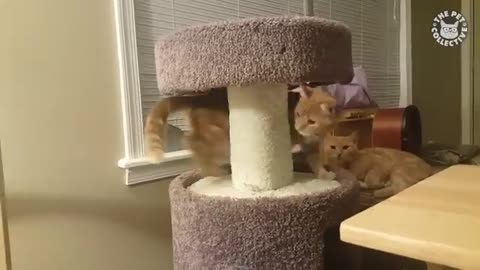 Viral: Try Not To Laugh | Funny Cat Video Compilation 2017