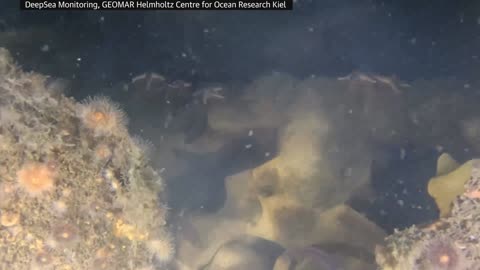 ARMET E LIFTES SE II