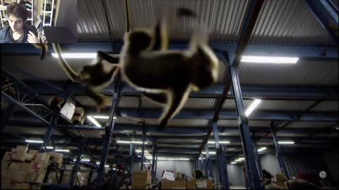 Outtake #1,081 Of Over 10 Monkeys Roam Around A Warehouse Fake Funny Parody Video