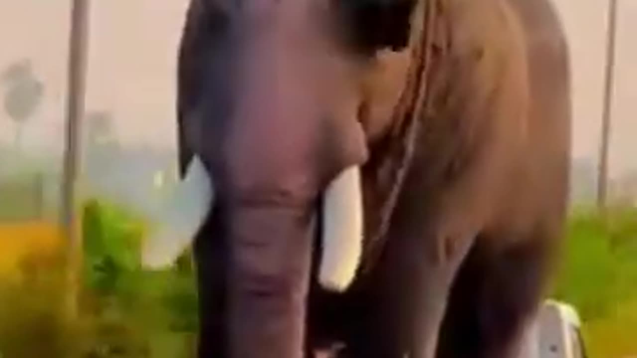 💋 Good Morning, Specialised Transportation