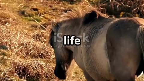 Adorable Baby Donkey 🐴 | First Steps in the Meadow 🌿✨