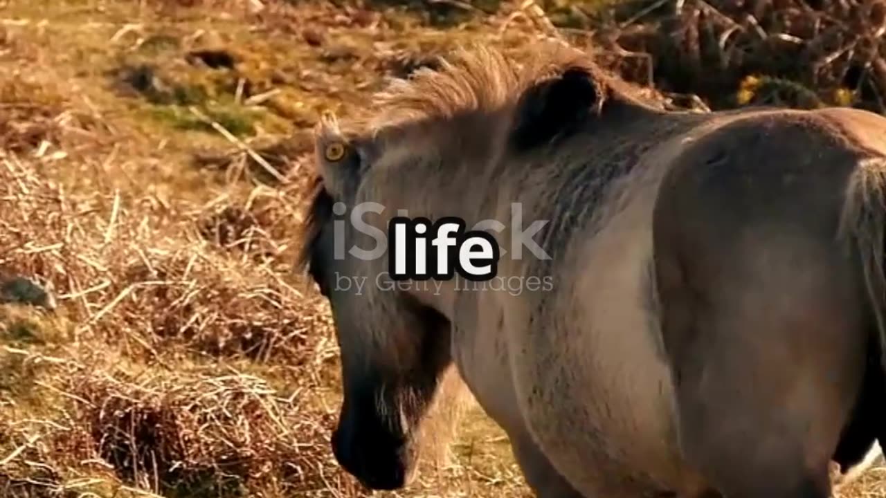 Adorable Baby Donkey 🐴 | First Steps in the Meadow 🌿✨