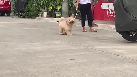 😂🐶 Jump! | FunFM