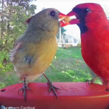 Awesome bird feeder idea